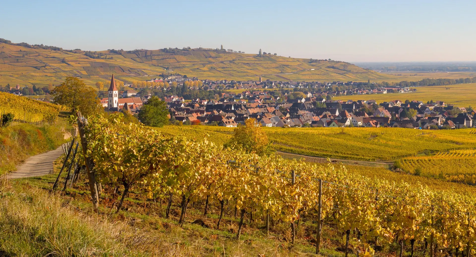 Le vignoble alsacien aux couleurs d'automne, avec un village et son clocher au fond.