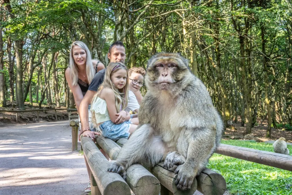 Un macaque de Barbarie assis sur une barrière en bois, devant une famille en visite dans la forêt.
