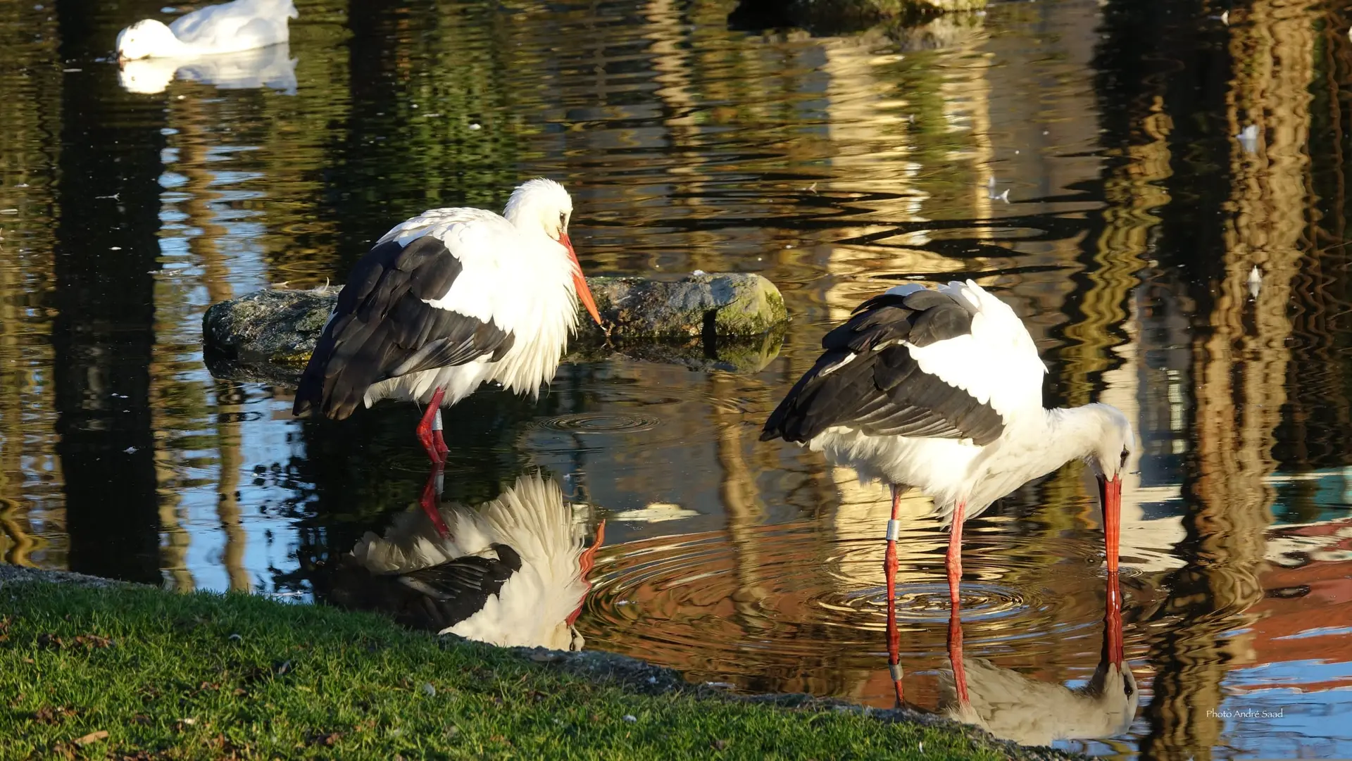 Deux cigognes blanches au bord de l'étang, l'une se reflétant dans l'eau.