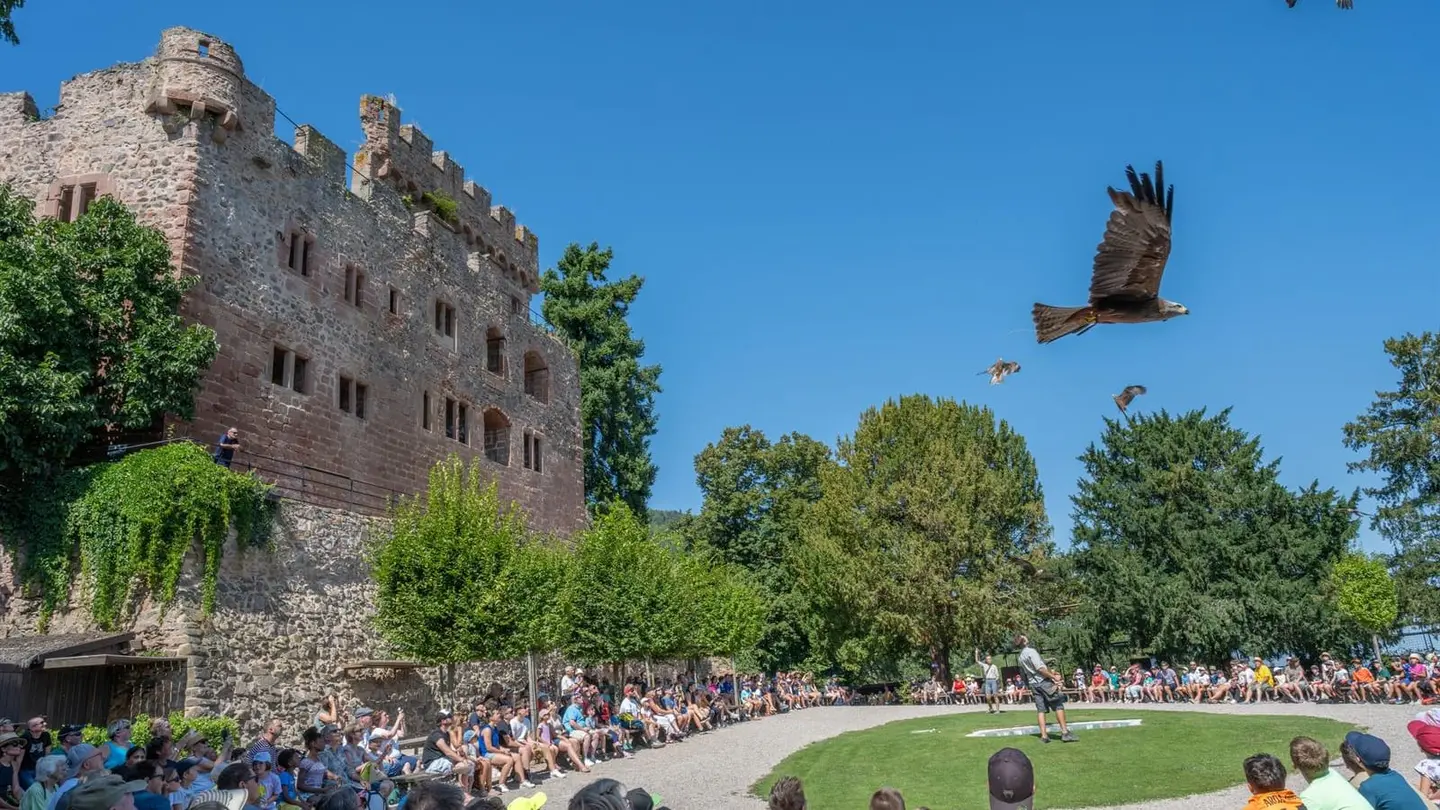 Un rapace en vol au-dessus du public, devant les remparts du château de Kintzheim.